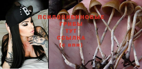 jwh Пересвет